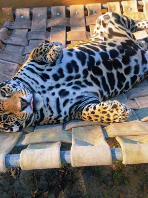 A post by @safarisammie on TikTok caption: Belly boy Boops! #NOTpets #jaguar #jag #tank #teamtank #bigcat #bigcats #cat #cats #animal #animals #fl #florida #fyp 