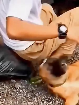 A post by @funny.pets____ on TikTok caption: look at the end 🤣🤣 #pet #cat #dog #cute #animals #foryou #typ 