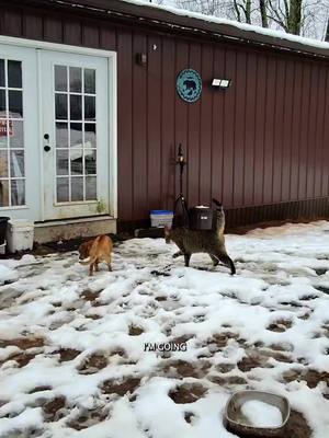 A post by @oneandonlyminion on TikTok caption: Minion gets caught in a snowball fight #narrowayhomestead #theoneandonlyminion #snow #snowball #snowballfight #farmdog