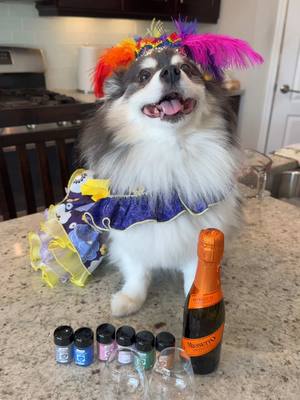 A post by @scout2015 on TikTok caption: Don’t give your pup a cocktail… unless it’s Mardi Gras🤭🎉Part 2?🍹… #Mardigras #party #drink #puppy #DIY 