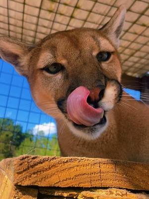 A post by @safarisammie on TikTok caption: Skippity paps from Chey 😂 #NOTpets #puma #cougar #floridapanther #bigcat #bigcats #cat #cats #skippitypaps #cute #funny #lol #animal #animals #fl #florida #fyp 