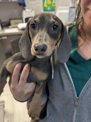 A post by @dr.b_veterinarian on TikTok caption: Successful vaccine administration, took it like a champ! #creatorsearchinsights #dachshund #dachshundpuppy #puppy #fyp#PioresSituaçõesSemArCondicionado 