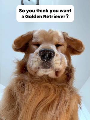 A post by @tuckerbudzyn on TikTok caption: Do you still want a Golden Retriever after seeing this? 👀 #goldenretriever #dogsofttiktok 