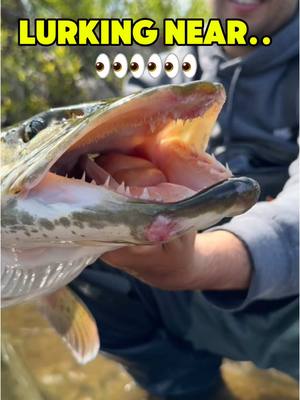 A post by @dkamfishing on TikTok caption: MONSTER MUSKY lurking near these baitfish 👀 #fishing #fishtok #fyp #foryou 