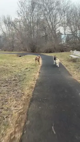A post by @evil.old.hag.lol on TikTok caption: POV: You and your bff are on an after work walk, but huskies love to ruin the peaceful moment. All right, I don't know what's going on.