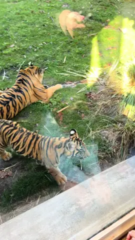 A post by @ on TikTok caption: Saw baby Bakso today🐅🥹😍 #bakso #disneyworld #animalkingdom #baksothetiger #babytiger 