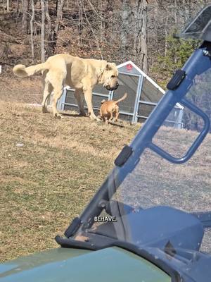 A post by @oneandonlyminion on TikTok caption: Do Minion and Az get along without me around? #narrowayhomestead #theoneandonlyminion #aslandog #farmdog #livestockguardiandog