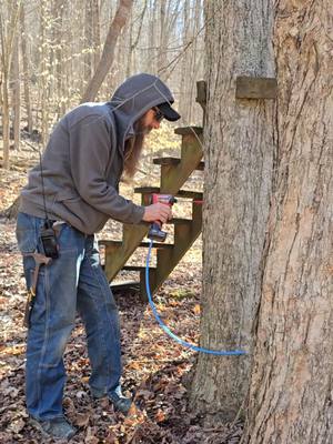 A post by @natepetroski on TikTok caption: Identifying maple trees - It's tapping time! #narrowayhomestead #offgridlife #mapletree #mapletap #maple