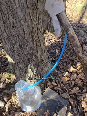 A post by @natepetroski on TikTok caption: Tapping a maple tree so Jen will make me some maple candy #narrowayhomestead #offgridlife #mapletree #mapletap #maple #maplecandy