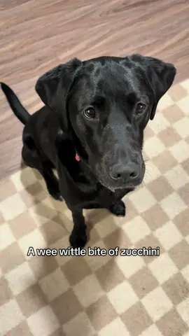 A post by @moxiesadventures on TikTok caption: So gentle  #dogtryingfood #funnydogvideos 