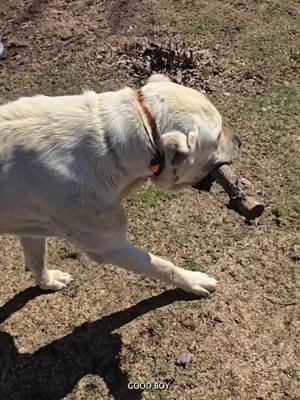 A post by @oneandonlyminion on TikTok caption: Minion knows how to carry, lets teach AZ!! #narrowayhomestead #theoneandonlyminion #traineddog #aslandog #livestockguardiandog #DogTraining 