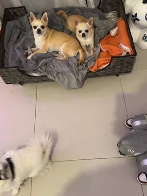A post by @chichicanos on TikTok caption: Réponse à @Val68 Bientôt il joue au basket #robot #chien 
