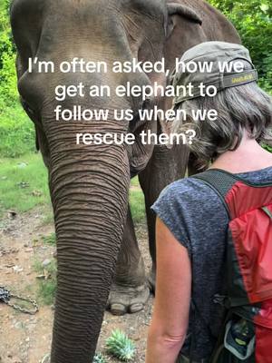 A post by @planting_peace on TikTok caption: This was one of my favorite rescues. We found this girl abandoned at a tourist riding camp that went out of business. They just left her chained to a tree. Thankfully, she is doing well now. -Aaron ##elephant##laos##asiaelephants##plantingpeace