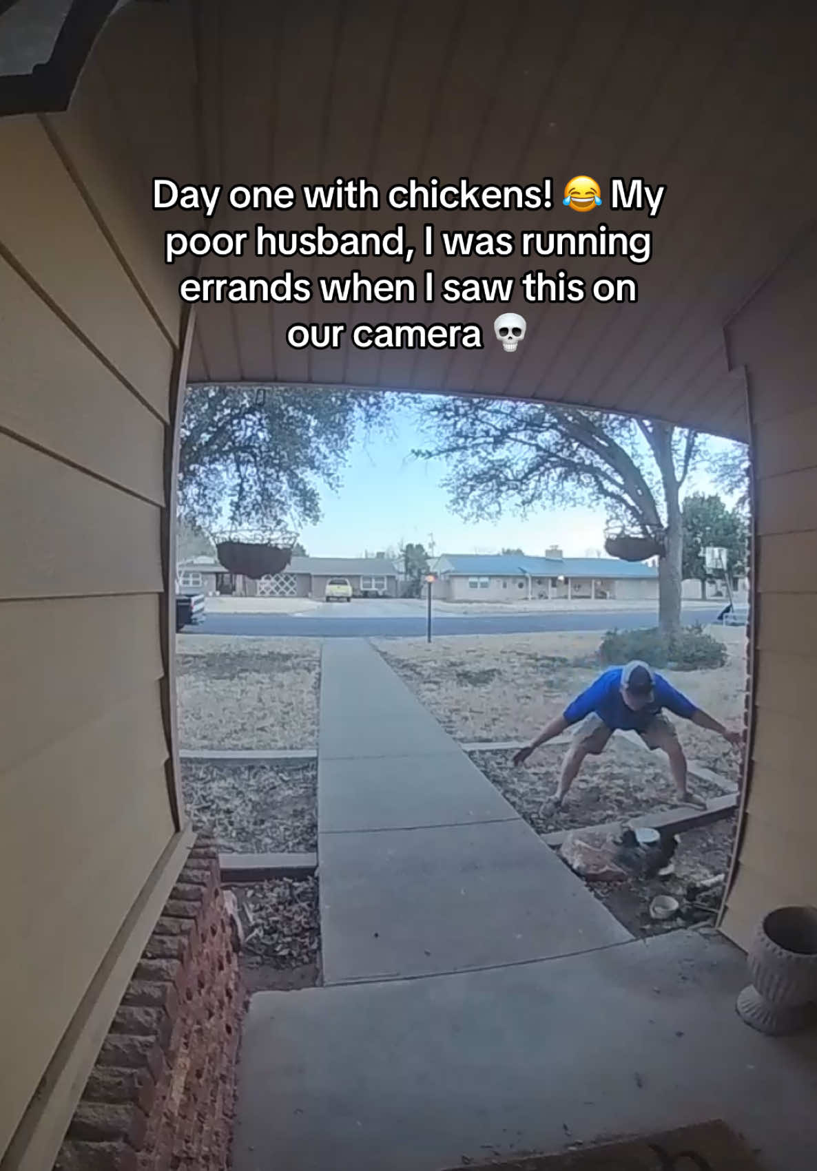 A post by @thegoodeve0420 on TikTok caption: He and our son caught them and he did have to clip their wings so they couldn’t fly over the fence anymore.  #texas #chickensoftiktok #foryoupage #fypシ 
