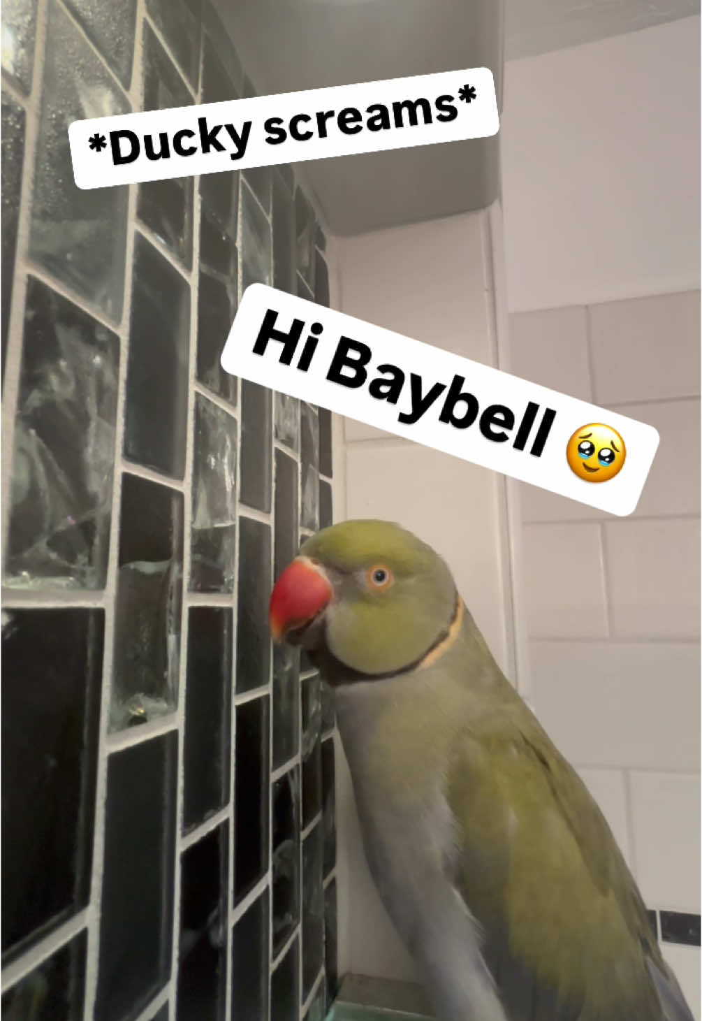 A post by @beakerbeak on TikTok caption: Ducky interrupts Beaker’s shower speech! (And - TWO Baybells!) #birdsoftiktok #parrotsoftiktok #talkingbird #talkingparrot #cuteanimals #funnyanimals #funnyanimals #babyanimals #shower #showerroutine 