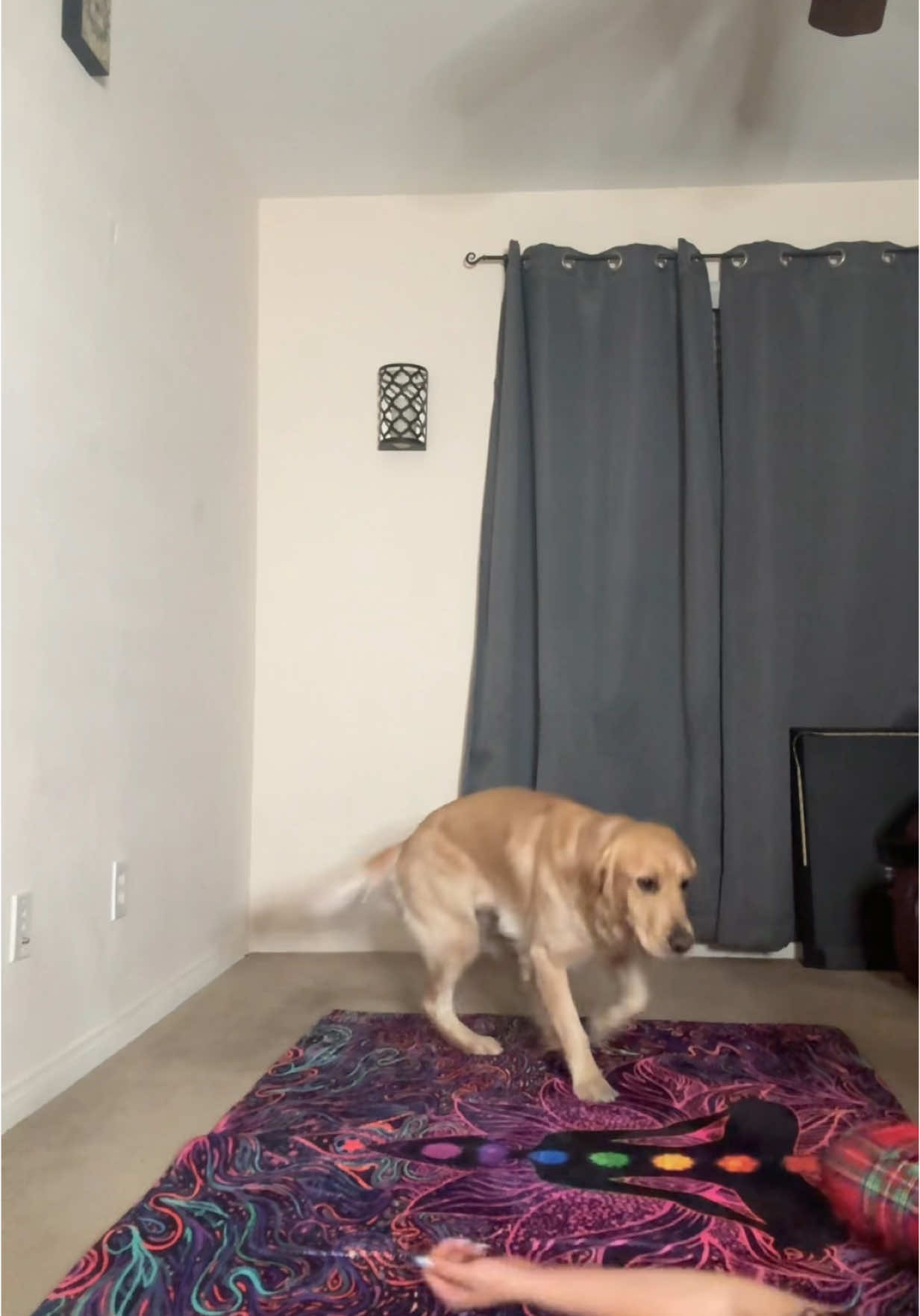 A post by @sakoralinn on TikTok