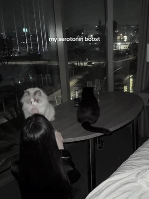 A post by @nwkooo on TikTok caption: can’t imagine the world without them #cat #cats #car #ragdoll #highlanderlynx #tabby #tuxedocat #hair #longhair #girl #outfit #makeup #pets #family #mykids #life #momlife  #catmom 