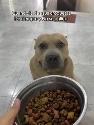 A post by @vikingo606 on TikTok caption: No acekto 😭🐶#vikingo606 #humor 