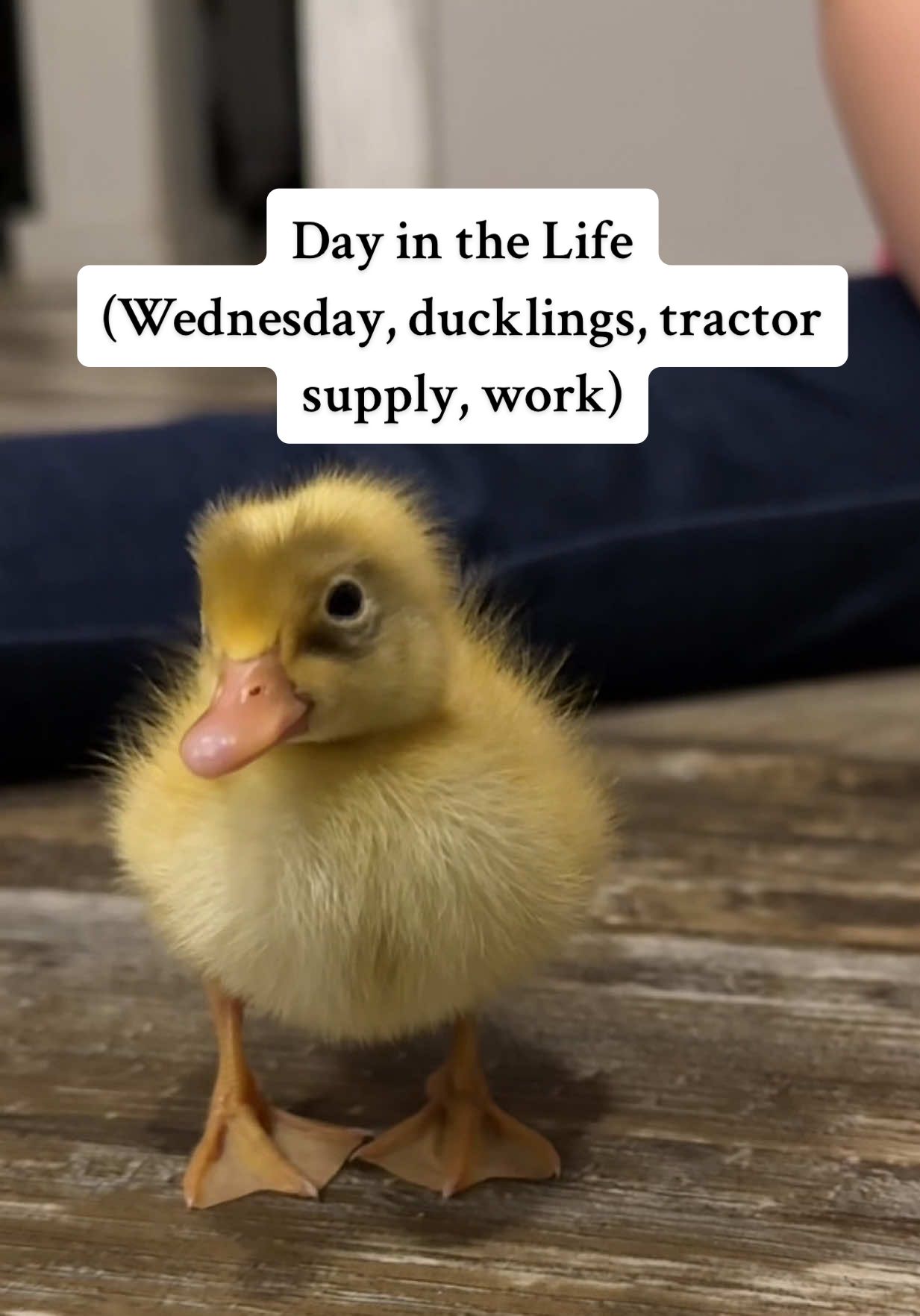 A post by @kaydee_kelly on TikTok caption: Day in the Life 🦆 (Wednesday, ducklings, tractor supply, work)  #babyducks #dayinthelife #wednesday #ducklings #homestead #farm #mama #workday #mygirl #farmanimals @TractorSupply 