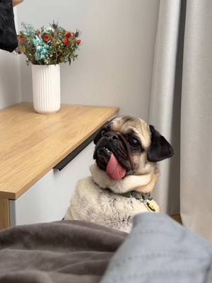 A post by @hoootdogs on TikTok caption: Вы уже пробовали UniРixеl Раck от UNIDЕА? 🩷🐶 Соберите сами 👉WВ 257150958, ОZОN 1731454467