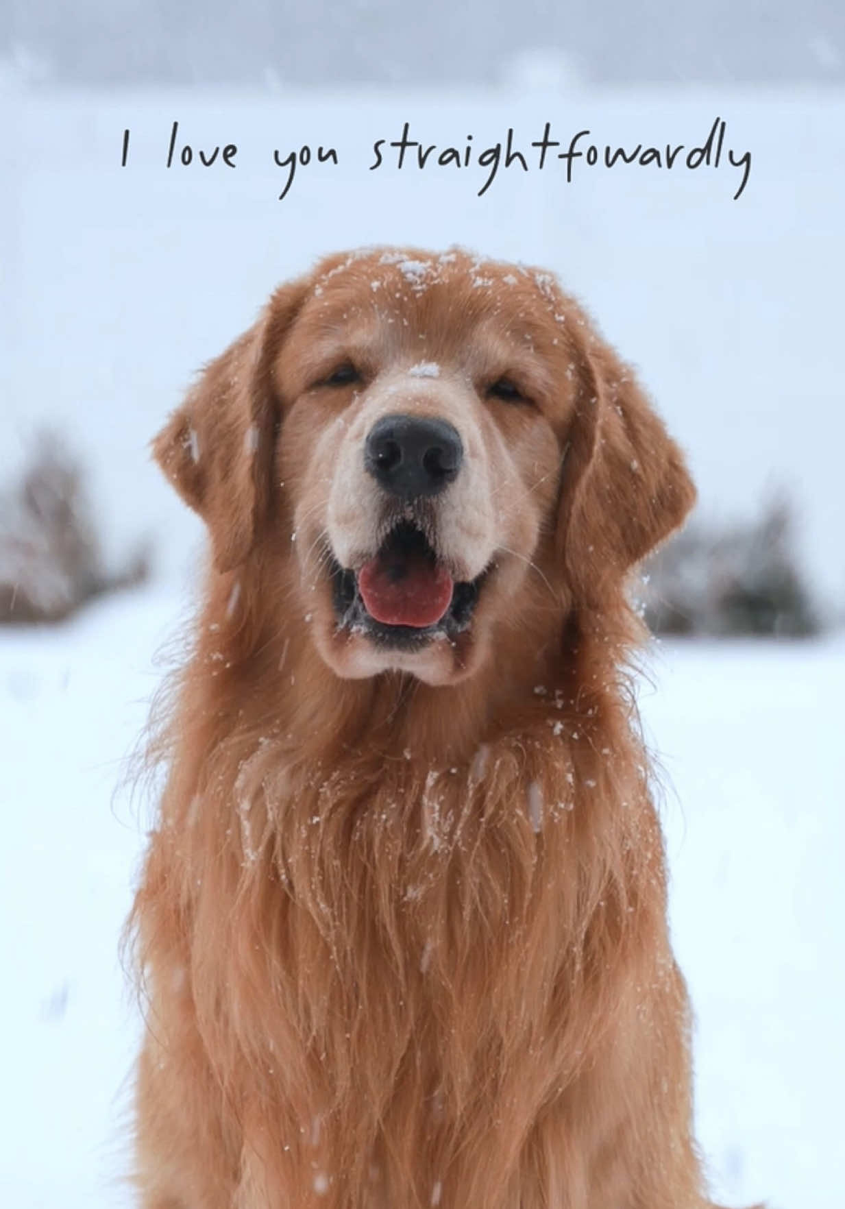 A post by @tuckerbudzyn on TikTok caption: Sincerely, your dog 🐾 