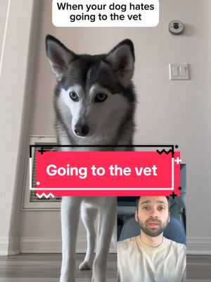 A post by @sapphie_the_pomsky on TikTok caption: When you dog hates going to the vet 🤣🤣 #funnydog #dogs #dogsoftiktok #pomsky #smartdog #fypシ 