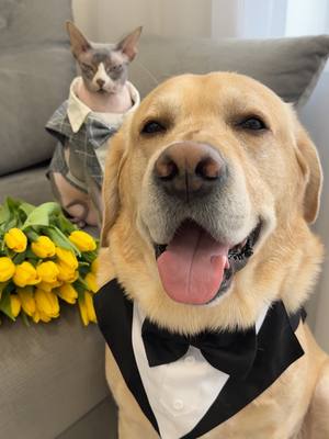 A post by @deni_mani on TikTok caption: Дени и Мэни поздравляют с 8 марта💐 #labr_deni 
