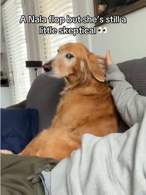 A post by @adventuringwithnala on TikTok caption: 99.9% trust with .1% healthy skepticism 😭