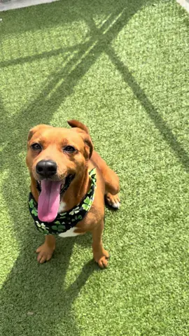 A post by @nolaandmollylabs on TikTok caption: This dude is a forever friend!! Someone needs him in their life❤️