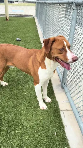 A post by @nolaandmollylabs on TikTok caption: Help Henry & Harmony🥹😭
