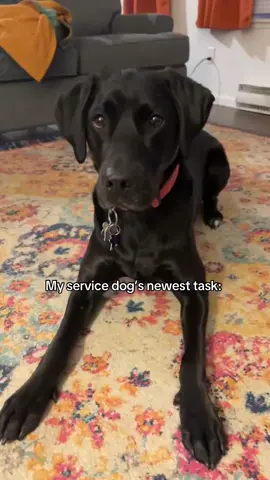 A post by @moxiesadventures on TikTok caption: She loves learning new tasks  #servicedog #sdit #servicedogintraining #dogtricks 