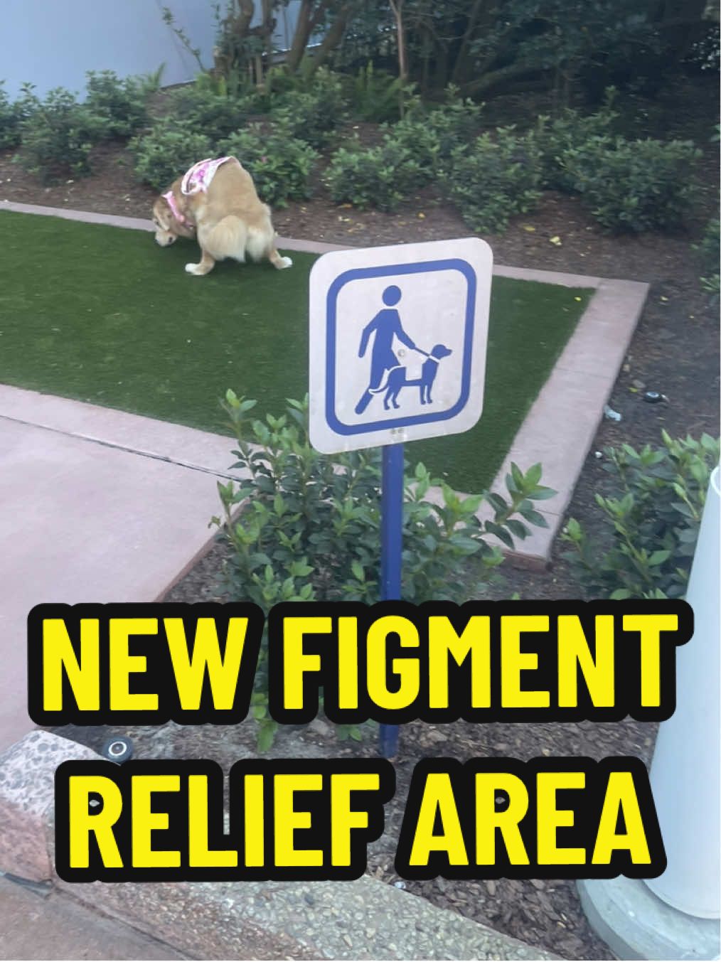 A post by @leviatyourservice on TikTok caption: Replying to @Alien_Opossum Freshly installed turf has the best smells amirite😍 #epcot #servicedog #goldenretriever #wdw #waltdisneyworld #dogsoftiktok #puppy 