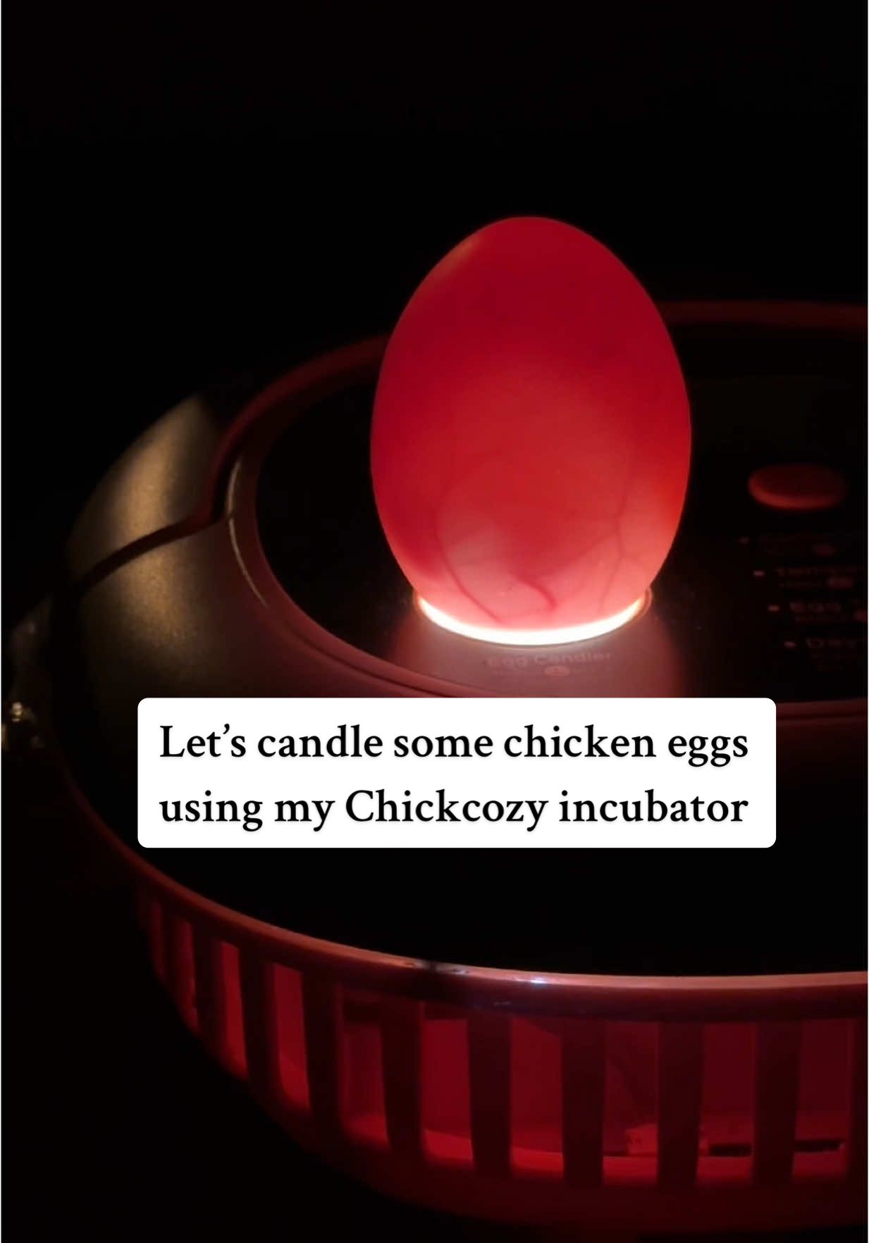 A post by @kaydee_kelly on TikTok caption: Time to Candle some eggs🥚🐣  Love this Chickcozy incubator 23/25 eggs have progressed! #chicks #incubator #chickcozyincubator #hatchingchicks #farm #homestead #mama #chickens #eggs @Chickcozy 