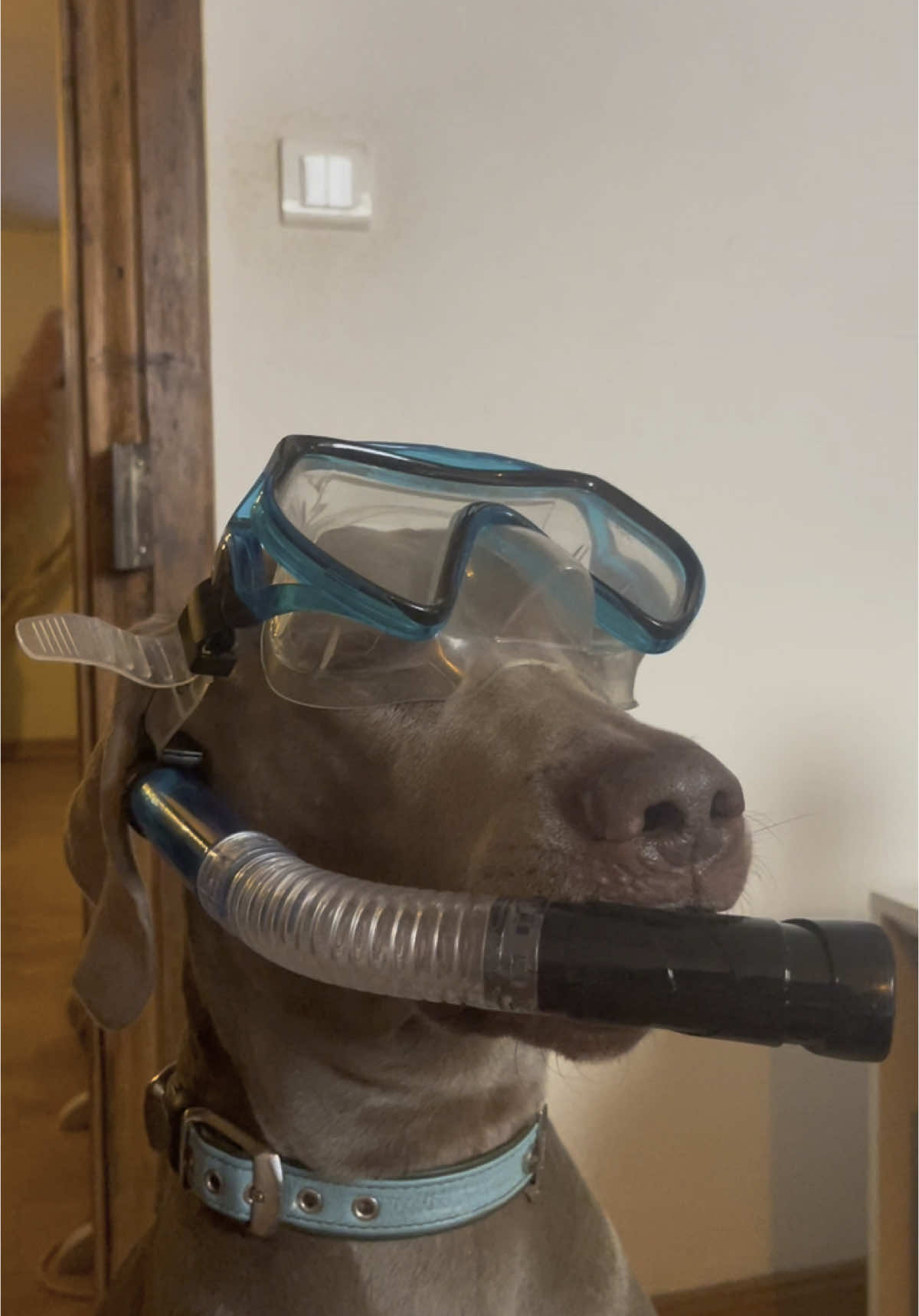 A post by @oliver_les_400_coups on TikTok caption: #fyp #foryou #dog #foryoupage 