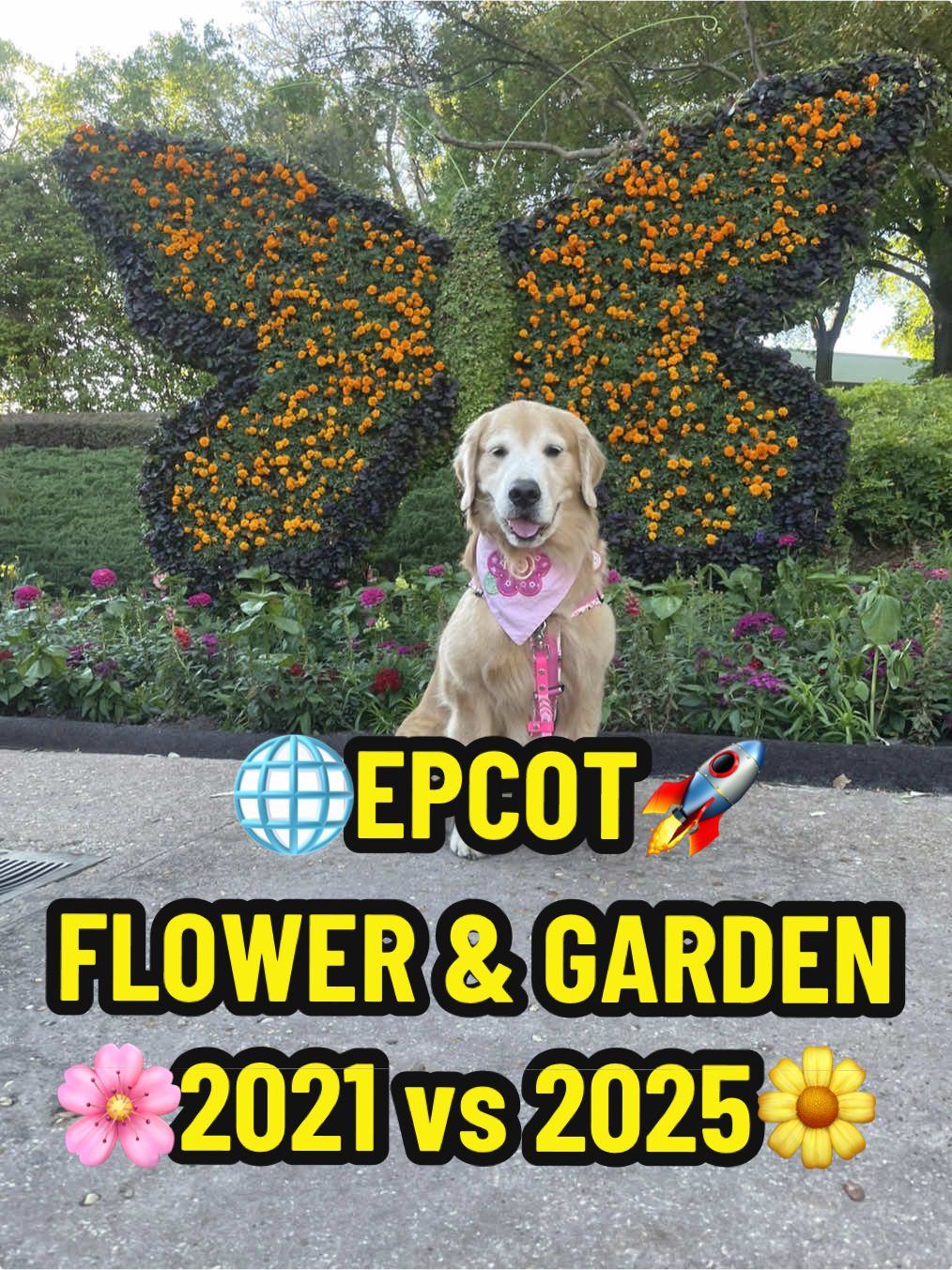 A post by @leviatyourservice on TikTok caption: We were girls together🥰🌷#servicedog #goldenretriever #epcot #flowerandgarden #onthisday #timeflies #disneydog #memories #grateful #thankful #dogs 