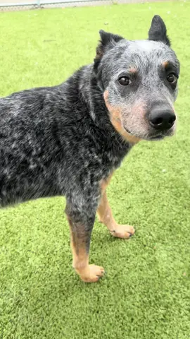 A post by @nolaandmollylabs on TikTok caption: Harry is the sweetest fun dog!! He would be an awesome family pet or adventure buddy. Such a beautiful blue healer 🥹❤️ #australiancattledog #Aussie https://24Petconnect.com/DetailsMain/PEAR/A166052 #bluehealer #adopt #pearland #texas #htx