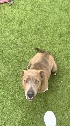 A post by @nolaandmollylabs on TikTok caption: Brownie is as sweet and fun as her name! She is a big ball of happiness ❤️😊 #brownie #adopt #houston #htx #rodeohouston #houstonrodeo #pitbull #terriersoftiktok #dogsoftiktok #animalshelter #adopt 