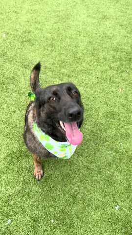 A post by @nolaandmollylabs on TikTok caption: I would bring her home if I could. Pretzel is my FAV🥰😍 someone will absolutely fall in love with her! #pretzel #pearlandpets #petsforadoption #adopt #adopther #germanshepherd #germanshepherdsoftiktok #texasdog 