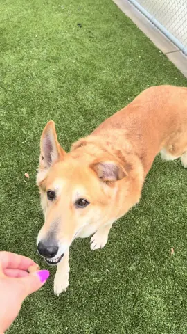 A post by @nolaandmollylabs on TikTok caption: Katniss is calm but playful, smart and kind. Just like Katniss Everdeen 🤗 Adopt her today! #katniss #hungergames #pearland #htx #katnisseverdeenedit #pearlandpets #petsforadoption #adoptme #germanshepherd #germanshepherdsoftiktok 
