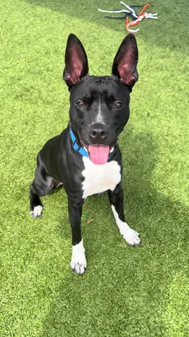 A post by @nolaandmollylabs on TikTok caption: Bruce Wayne is here to save your day with love and happy times! Visit Pearland Animal Shelter today to see him❤️🥰 #adopt #pearland #houston #houstonpet #pearlandpets #adoptme #brucewayne #Batman 