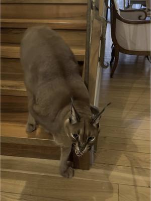 A post by @pumbacaracalofficial on TikTok caption: Pumba is coming for you!