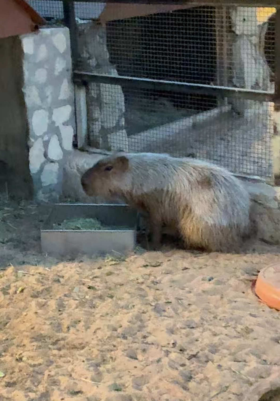 A post by @alevalentinova on TikTok caption: 🦫 #capibara #fun 