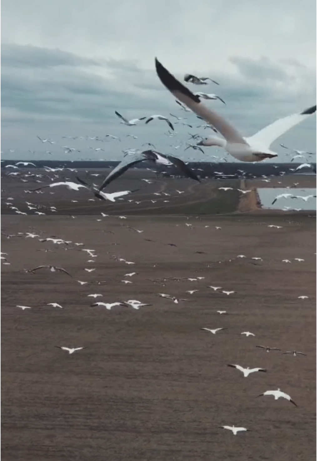 A post by @backwoods_outdoors_3 on TikTok caption: Flying with the flock 🤙🏻 #fy #fyp #fypシ #foryoupage #hunting #drone #geese #flock #flight #backwoods #backwoodsoutdoors #snowgeese #youtube #sendit #outdoors #hunter #videographytips #shorts #reels 