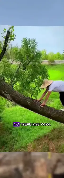 A post by @david_fan22 on TikTok caption: "¡Haz que podar árboles sea más fácil que nunca con esta sierra telescópica multifuncional! 🌳✂️ Con un mango extensible de largo alcance, corta ramas altas sin esfuerzo y con total seguridad. Perfecta para huertos, jardines y más. ¡Ahorra tiempo y energía con esta herramienta imprescindible! 💪✨ #JardineríaEficiente #HerramientaPro #PodaFácil #HuertoFeliz #AmantesDelJardín #DIYGarden #TikTokShopLastChance #TikTokShopNewYearNewAura #tiktokshopspringglowup #spotlightfinds"