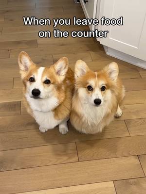 A post by @hammyandolivia on TikTok caption: Short leg solutions!