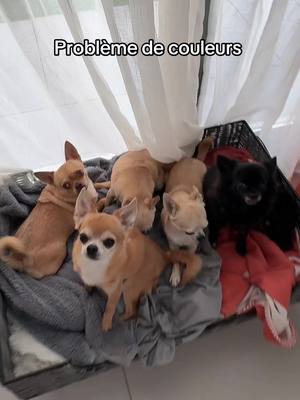 A post by @chichicanos on TikTok caption: La femme du chef 😂 #chihuahua 