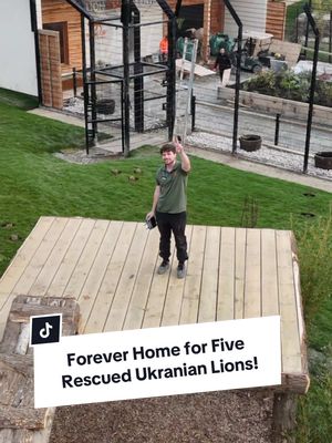 A post by @camwhitnall on TikTok caption: This is the week… the final chapter of an incredible journey. 🦁 We’re ready to welcome Yuna, Rori, Vanda, Amani, and Lira, five lions rescued from the war in Ukraine to their new forever home at the Lion Rescue Centre in our sanctuary. 🏡 Follow along as they complete their journey from war to sanctuary. 🙏  #tiktokforgood #lions #thebigcatsanctuary #Sanctuary #ukraine #uknews 