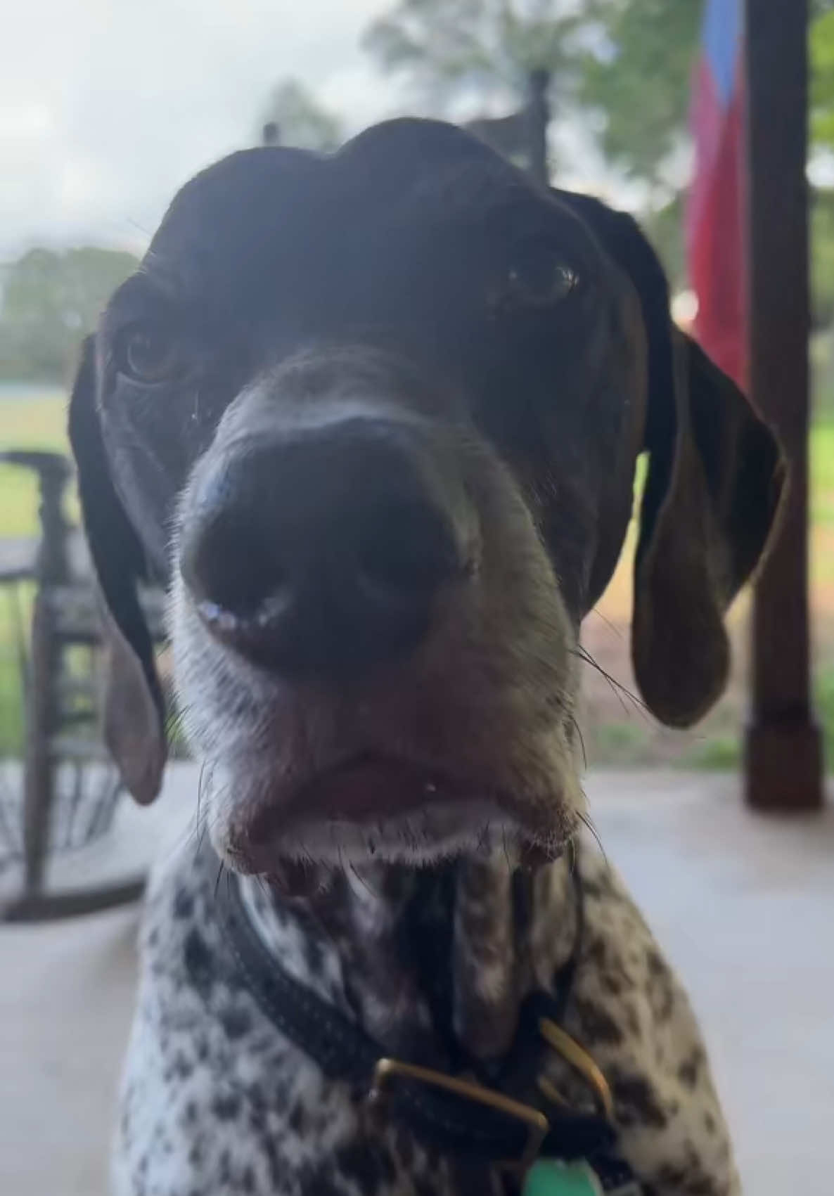 A post by @wyattthegsp on TikTok caption: Starbucks bandit #wyattthegsp #foryoupage #fyp 