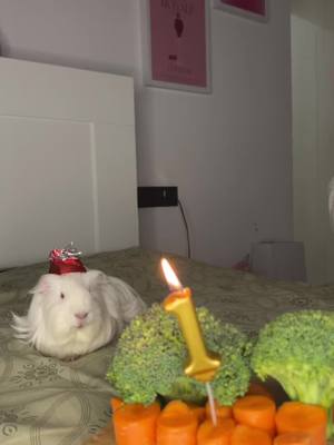 A post by @sera on TikTok caption: ginepigim 1 yaşındaa 🎂 tepkisiz kalışını yiceem 👩🏽‍❤️‍💋‍👩🏼💘