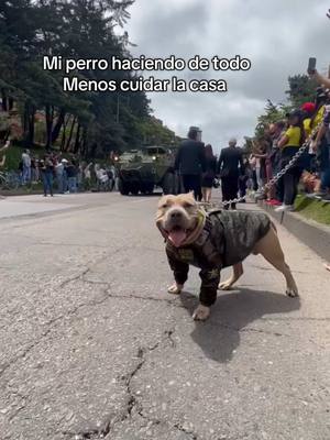 A post by @vikingo606 on TikTok caption: Contraté seguridad si quiere que le cuiden la casa 🤣🐶 #vikingo606 #